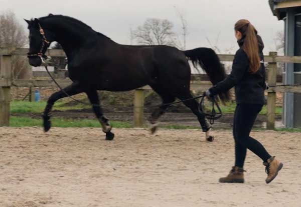 Aankoopkeuring